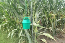 Southwestern Corn Borer Trap Counts – June 23, 2017