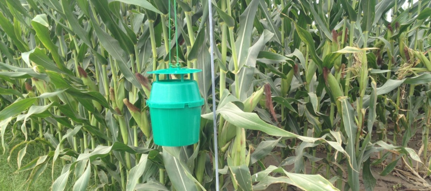 Southwestern Corn Borer Trap Counts: July 2, 2016