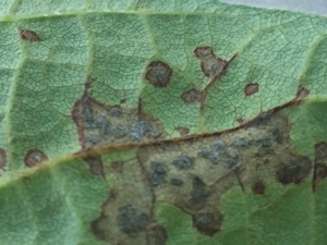 When diagnosing frogeye leaf spot look for the production of fungal reproductive structures on the underside of the leaf.