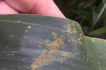 Corn Disease Update: July 4, 2016