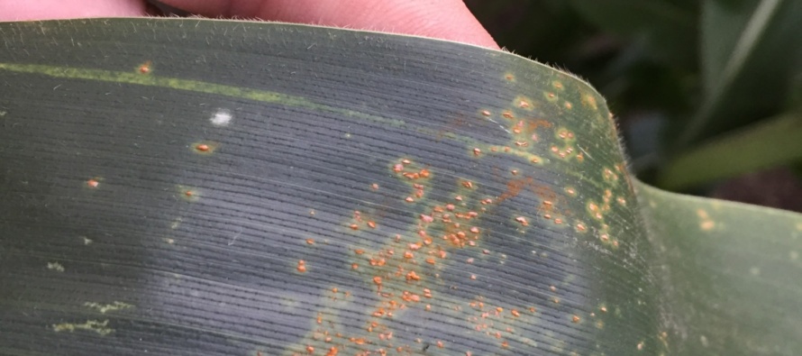 Corn Disease Update: July 4, 2016