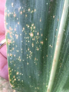 Eyespot look-a-likes are rampant in the MS corn production system. Several diseases of no consequence can produce extremely similar symptoms. Disregard them as yield reducers.