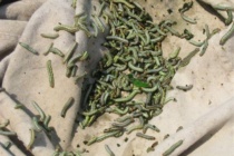 Armyworms and Bollworms Becoming Widespread in Mississippi Crops