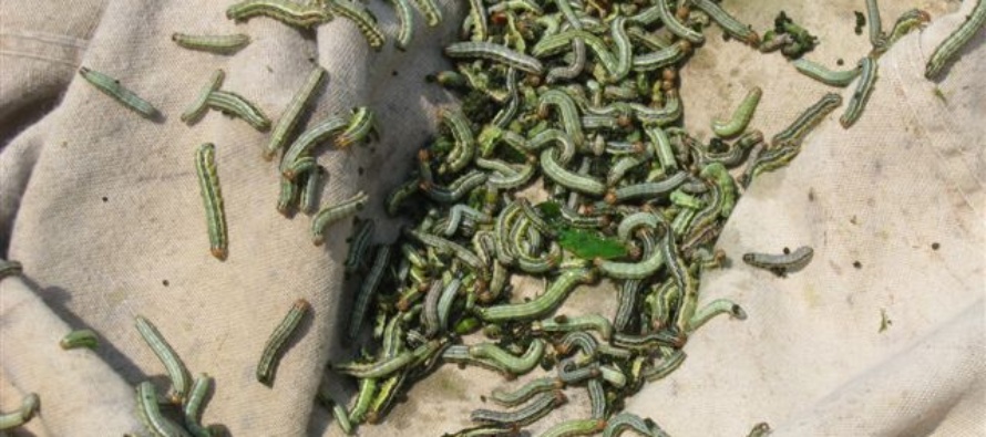 Armyworms and Bollworms Becoming Widespread in Mississippi Crops