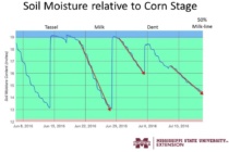 How to Determine when you can Terminate Corn Irrigation