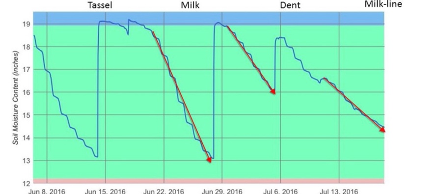 How to Determine when you can Terminate Corn Irrigation