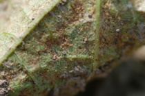 Spider Mite Recommendations