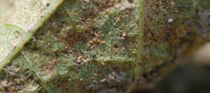 Spider Mite Recommendations