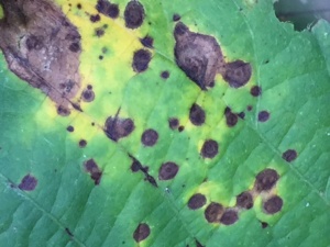 Target spot is a common occurrence in the low to mid-canopy of many soybean fields.