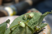Stink Bugs and Redbanded Stink Bugs in Soybeans- What to do?
