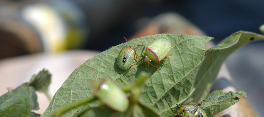 Stink Bugs and Redbanded Stink Bugs in Soybeans- What to do?