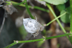 Cotton boll rot as observed in the lower canopy.