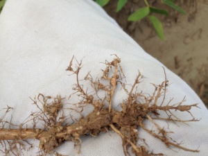Root-knot nematode galling. Note that galls will surround roots, are hardened, can sometimes hold soil when removed, but can oftentimes be confused with nodules.