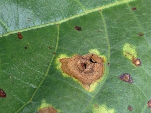 Target spot of cotton as indicated by lesions containing concentric rings.