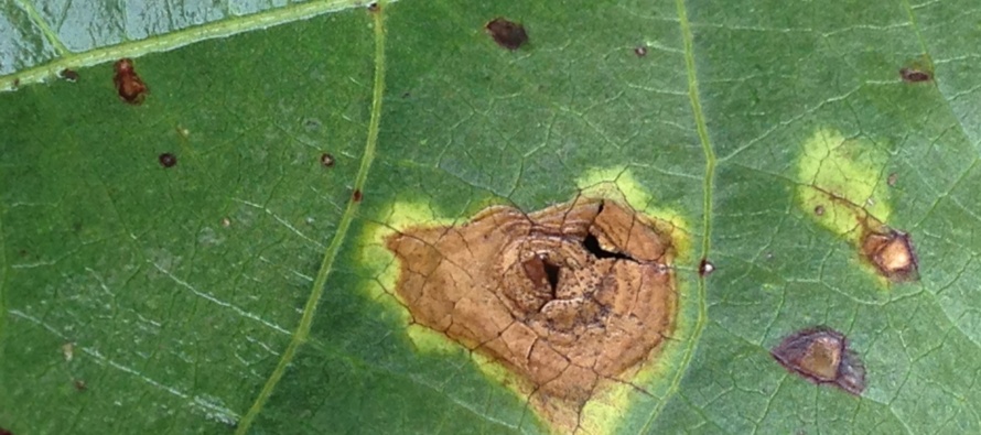 Cotton Disease Update: August 19, 2016