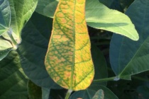 Soybean Root Disease Update: August 3, 2016
