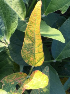 Plants exhibiting taproot decline (TRD) generally have leaf tissue with veins that remain green in color while the rest of the leaf turns a bright yellow.