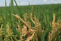 Bacterial Panicle Blight of Rice Observed in Multiple Delta Fields