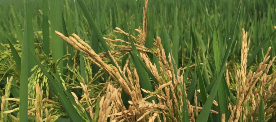 Bacterial Panicle Blight of Rice Observed in Multiple Delta Fields
