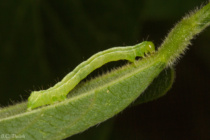 Diamide Insecticides and Soybean Looper Management