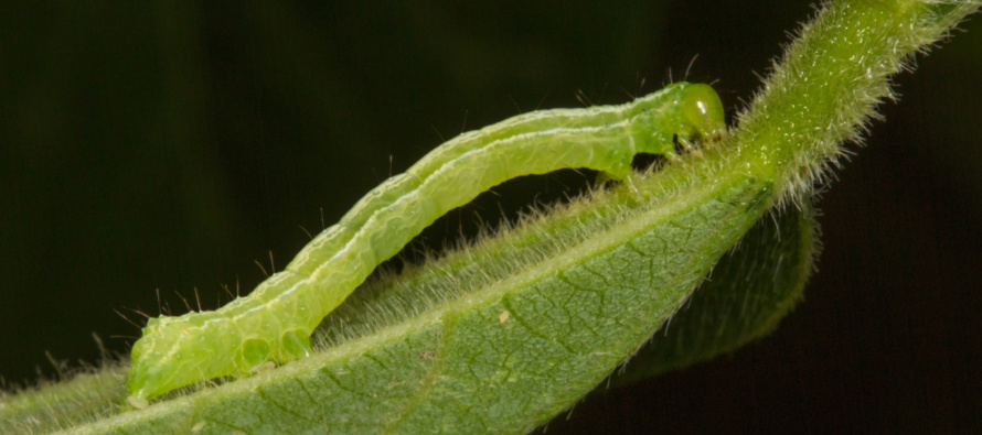 Diamide Insecticides and Soybean Looper Management