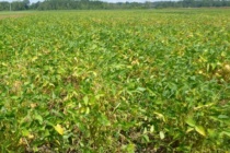 Soybean Harvest Aids