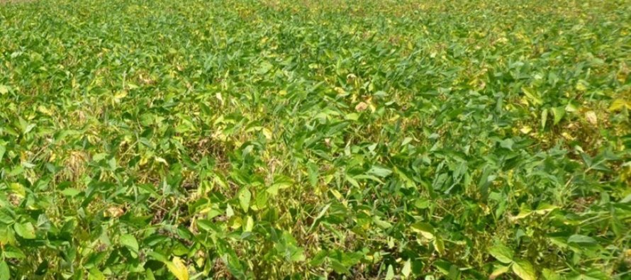 Soybean Harvest Aids and other Late Season Management Considerations
