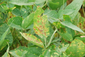 Foliar symptoms associated with root-knot nematode infestation. The interveinal chlorosis can be quite similar to other diseases so check roots for galling.