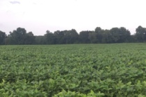 Identifying Late Season Soybean Growth Stages