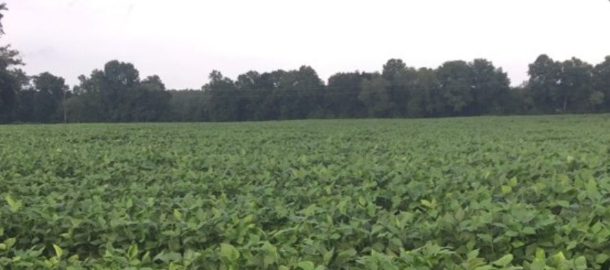 Identifying Late Season Soybean Growth Stages