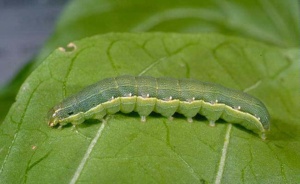 beet armyworm
