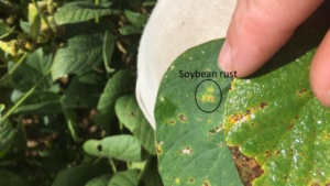 Telling Septoria brown spot apart from soybean rust can be difficult. The soybean rust is circled, while the remainder of the lesions are the result of brown spot.