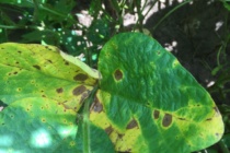 Soybean Disease Update: August 21, 2016