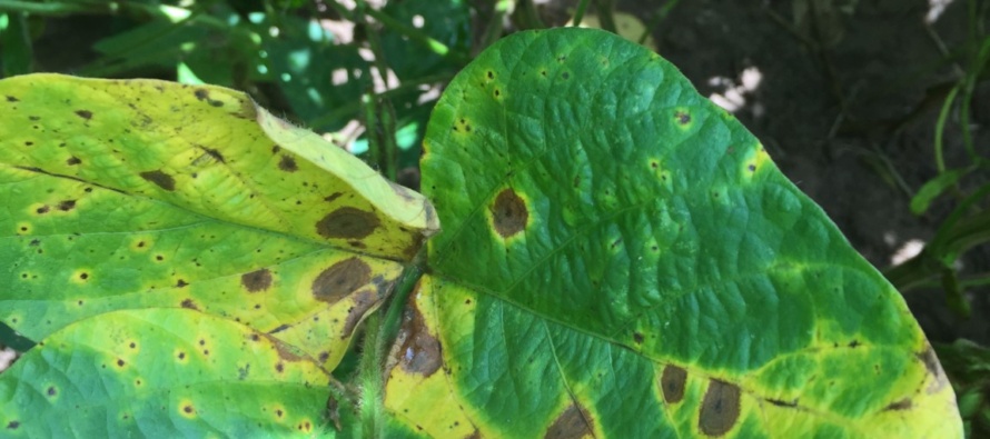 Soybean Disease Update: August 21, 2016