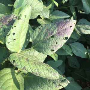 The bronzing phase associated with Cercospora blight is a commonly observed disease in MS soybean fields.