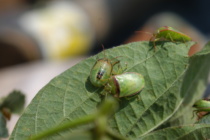 Redbanded Stink Bugs Successfully Overwintered In MS