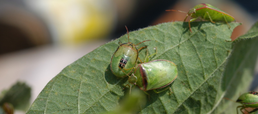 Redbanded Stink Bugs Successfully Overwintered In MS