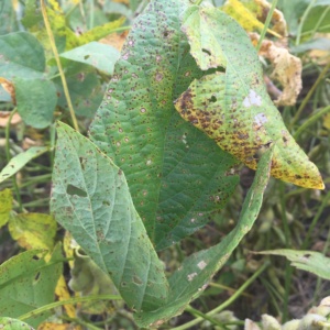 Frogeye leaf spot. Maroon lesions with gray centers. Fungal reproduction on the underside of the leaf.