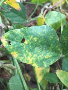 Soybean rust as observed from the upper leaf surface on an infected leaf.