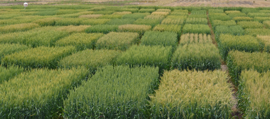 2023 MSU Short List of Suggested Wheat Varieties