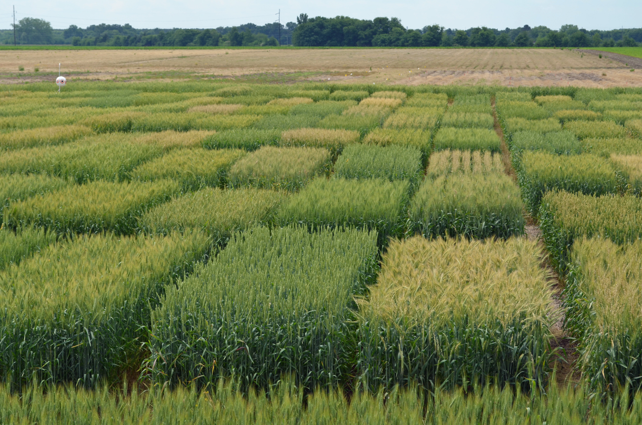 2016 MSU Short List of Suggested Wheat Varieties2016 MSU Short List of Suggested Wheat Varieties