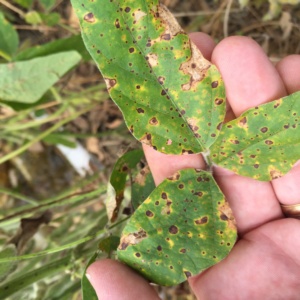 Severe target spot secondary infection on leaves in the mid-canopy.