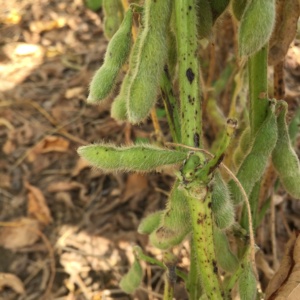 Target spot lesions on the main stem as well as petiole.