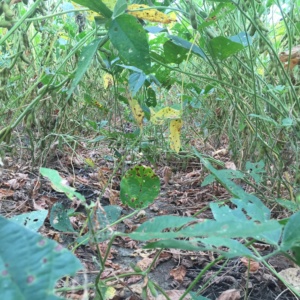 Severe defoliation as a result of target spot in a fungicide trial conducted in Starkville, MS.