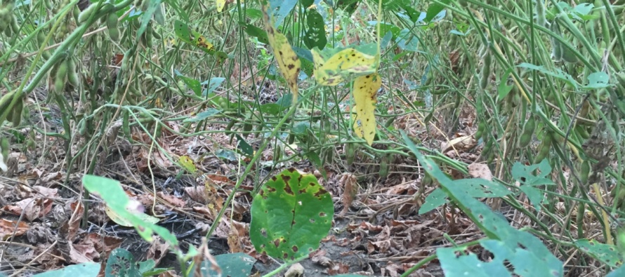 Soybean Disease Update: September 7, 2016