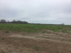 Field infested with glyphosate-resistant Italian ryegrass