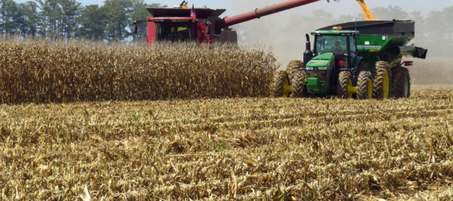 Corn Grain Drydown and Strategies for Successful Harvest