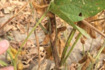 Soybean Stem Canker: 2017 Visual Observations from the Clarksdale OVT