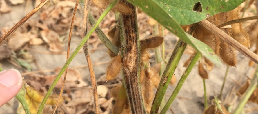Soybean Stem Canker: 2017 Visual Observations from the Clarksdale OVT