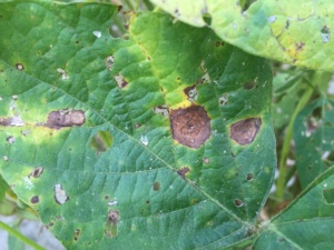 Normal lesion symptom associated with soybean target spot.  The lesion type is similar on target spot infected cotton leaves.